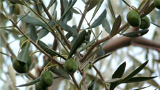 Buy olives and olive oil, fresh fruit, lamb in Montagu, Western Cape, South Africa